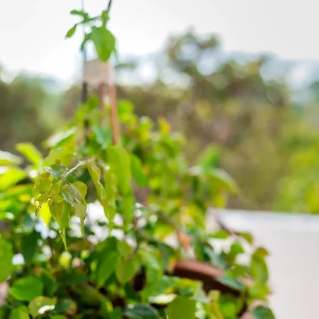 Panagiota, Pefkos Villa Pefki